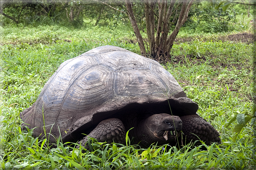 foto Flora e la fauna della Isole Galapagos